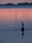 SX15555 Grey heron (Ardea cinerea) on pole in lake at sunset.jpg